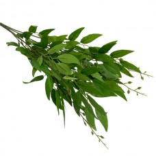 Рускус кущовий (50см)