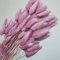 Лагурус taro purple (20шт) довжина гілки до 50см