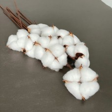 Бавовна біла (на короткій ніжці 10см) (1шт)